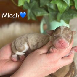 Micah - Red merle male Aussiedoodle puppy in Lancaster, Minnesota from Finney Ranch