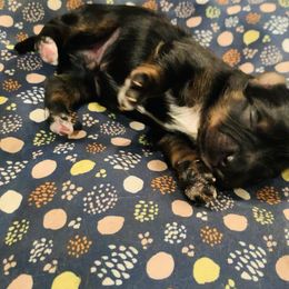 Yorkipoo and Yorkshire Terrier Puppies from Bougie Paws llc