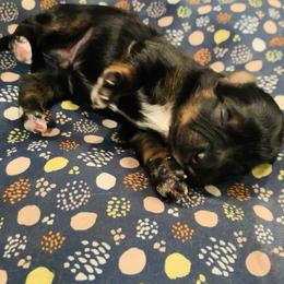 Yorkipoo and Yorkshire Terrier Puppies from Bougie Paws llc