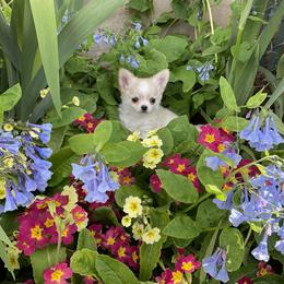 Chihuahua Puppies from Knox Rock'n Chihuahuas