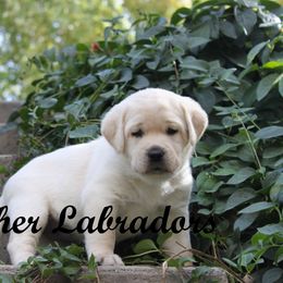 Labrador Retriever Puppies from Günther Labradors