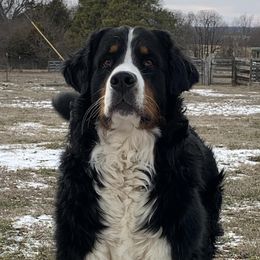 Bernese Mountain Dogs from Epona Bernese Mountain Dogs