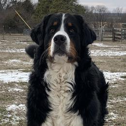 Bernese Mountain Dogs from Epona Bernese Mountain Dogs