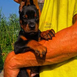 Boy 3 - Black and rust male Doberman Pinscher puppy in China Township, Michigan from Snell's Superior Kennel Dobermann & GSP