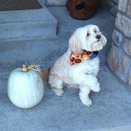Tibetan Terriers from Teasia’s Tibetan Terrier
