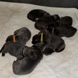 German Shepherd Puppies from Legacy K9’s