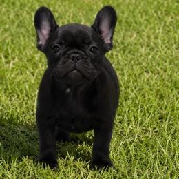 Blair - Brindle female French Bulldog puppy in Kirbyville, Texas from Empire Bulldogs & French Bulldogs