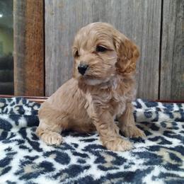 Cockapoo Puppies from Ouachita River Cockapoos