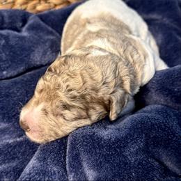 Sweet Cheeks - Merle male Goldendoodle puppy in Mc Kinney, Texas from Flair Doodles