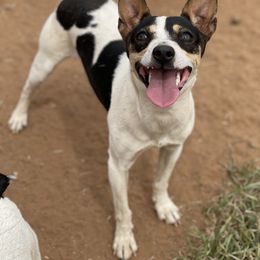 Rowdy - Rat Terrier