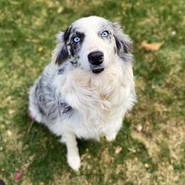 Spring - Border Collie