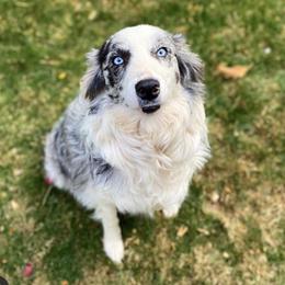 Spring - Border Collie