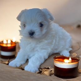 Nora - White female Maltese puppy in Liverpool, Pennsylvania from Destination Dalmatian