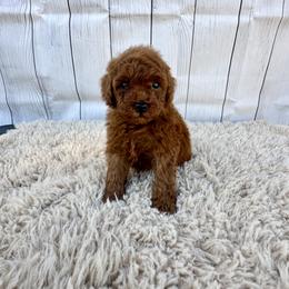 Truffle (AKC) - Red  male Poodle puppy in Riverside, California from Red Toy Poodle World