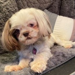 Gracie - Shih Tzu