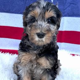 Rosita - Merle female Goldendoodle puppy in Spokane, Washington from Goldendoodles on the Prairie