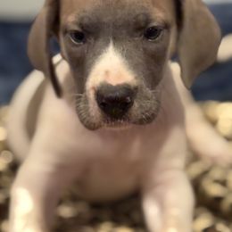 Nala - White female Great Dane puppy in Hutchinson, Kansas from Dappled Danes