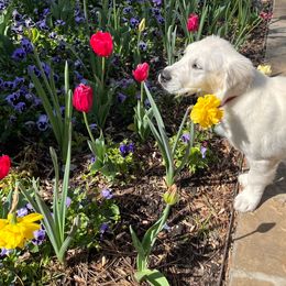 Golden Retriever Puppies from Graceful Goldens