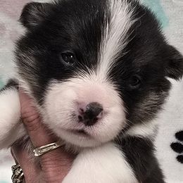 TAZ - Black and white male American Corgi puppy in Walker, Iowa from Double K Corgis