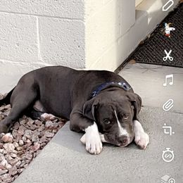 American Bully All Grown Up from Blue Fury