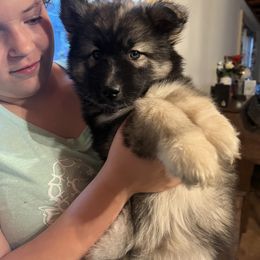 Pomsky and Siberian Husky Puppies from Osiris’s Siberians & Pomskies