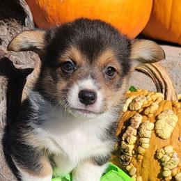 Lime green bandana boy - Black and tan male Pembroke Welsh Corgi puppy in Cherokee, Oklahoma from MCS Farms-OK