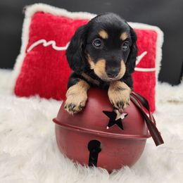 Faith - Black and cream female Dachshund puppy in Smallett, Missouri from Doxie Holler