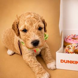 Chrys (Chrysanthemum) - Apricot male Goldendoodle puppy in Camden, North Carolina from Oopsie Doodles of NC