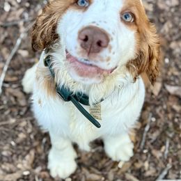 Vanna - English Springer Spaniel
