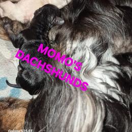 Hazel - Chocolate and tan female Dachshund puppy in Antlers, Oklahoma from MoMo's Dachshunds