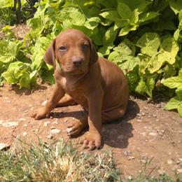 Cami - Rd whtn brn nose female Rhodesian Ridgeback puppy in Carney, Oklahoma from River Run Parson Russell terriers & River Run Ridgebacks