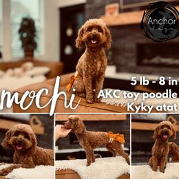 mochi - Poodle