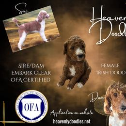 Irish Doodle and Poodle Puppies from Heavenly Poodles