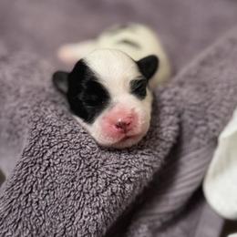 Lowchen Puppies from Magick Lowchen