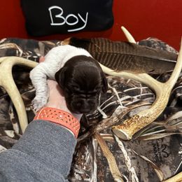 German Shorthaired Pointer Puppies from Ellis kennels