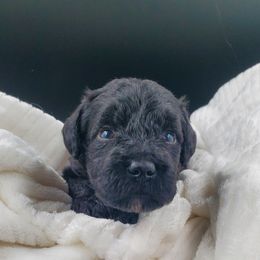 Mr. Orange - Black Schnoodle puppy in Leitchfield, Kentucky from Eveleigh Acres Puppies