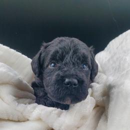 Mr. Orange - Black Schnoodle puppy in Leitchfield, Kentucky from Eveleigh Acres Puppies