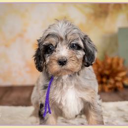 Aubie - Merle female Cockapoo puppy in Connersville, Indiana from Deaz Doodle Ranch