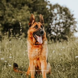 Joy - German Shepherd