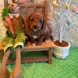 Blake - Red  male Goldendoodle puppy in Bucyrus, Missouri from Hill Top Pomskies
