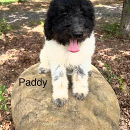 Paddy - Parti male Goldendoodle puppy in Rockdale, Texas from Diva’s Darling Doodles