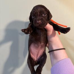 Orange - Liver female Boykin Spaniel puppy in Northport, Alabama from Blue Creek Boykins