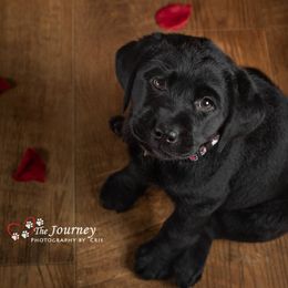 "Charlie, c.2019" Labrador Retriever Puppies from Arctic Texan Labradors