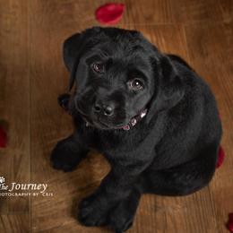 "Charlie, c.2019" Labrador Retriever Puppies from Arctic Texan Labradors