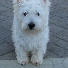 West Highland White Terrier Puppies from Westies of Creek's Bend