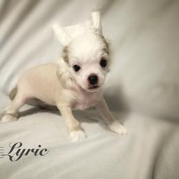 Lyric - Palomino female Chinese Crested puppy in Henderson, Kentucky from Western Kentucky Chihuahua’s and Chinese Crested’s