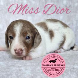 MISS DIOR - Dapple female Dachshund puppy in Columbia, Louisiana from Diamond 5R Ranch AKC & CKC Miniature Dachshunds