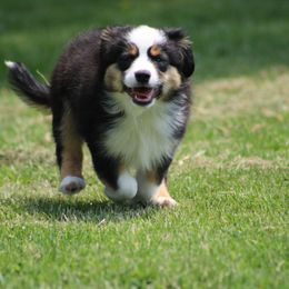 Kangaroo - Black tri male Miniature American Shepherd puppy in Williamston, Michigan from Rust Belt Farms