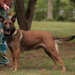 Violet - Belgian Malinois
