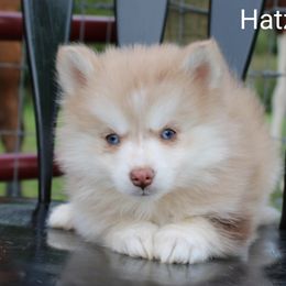 Cavapoo and Pomsky Puppies from Hatz Off Puppies